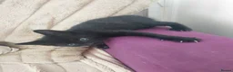 Mixed Breed cats for sale: Beautiful kitten's  - Advert 4
