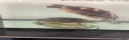 Terrapin reptiles for sale: Yellow belly river terrapins  in Port Talbot - Advert 2