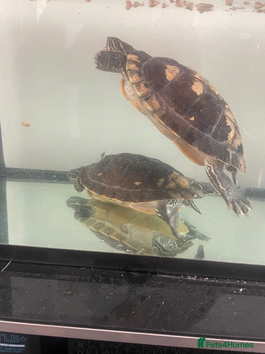 Terrapin reptiles for sale: Yellow belly river terrapins  in Port Talbot - Advert 2