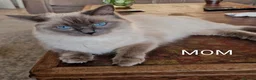 Ragdoll cats for sale: 5 Gorgeous 1/2 Pedigree Ragdoll Kittens 💖 - Advert 25