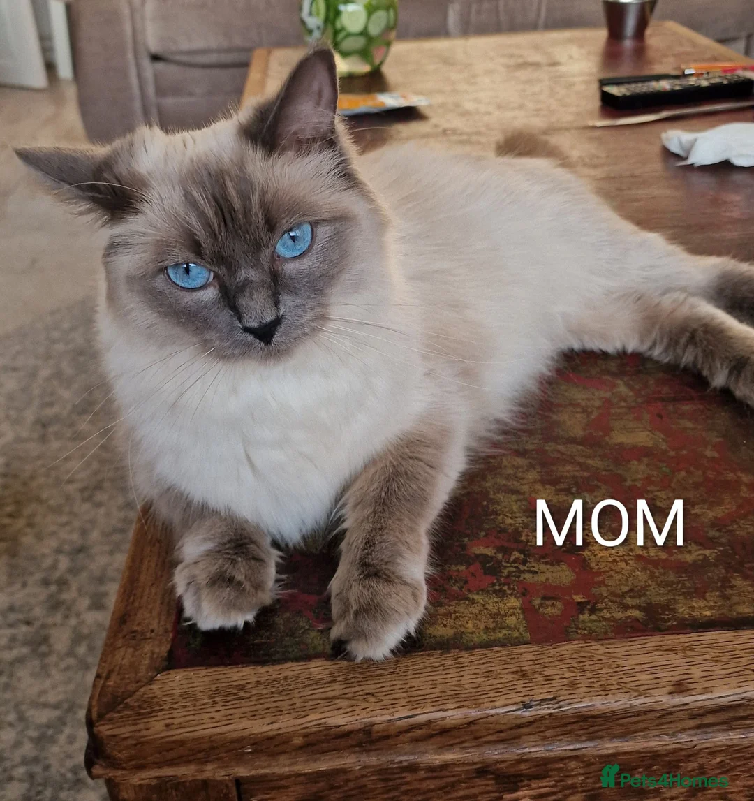 Ragdoll cats for sale: 5 Gorgeous 1/2 Pedigree Ragdoll Kittens 💖 - Advert 25