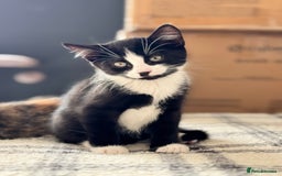 Mixed Breed cats for sale: Two adorable female kittens need a home  - Image 4