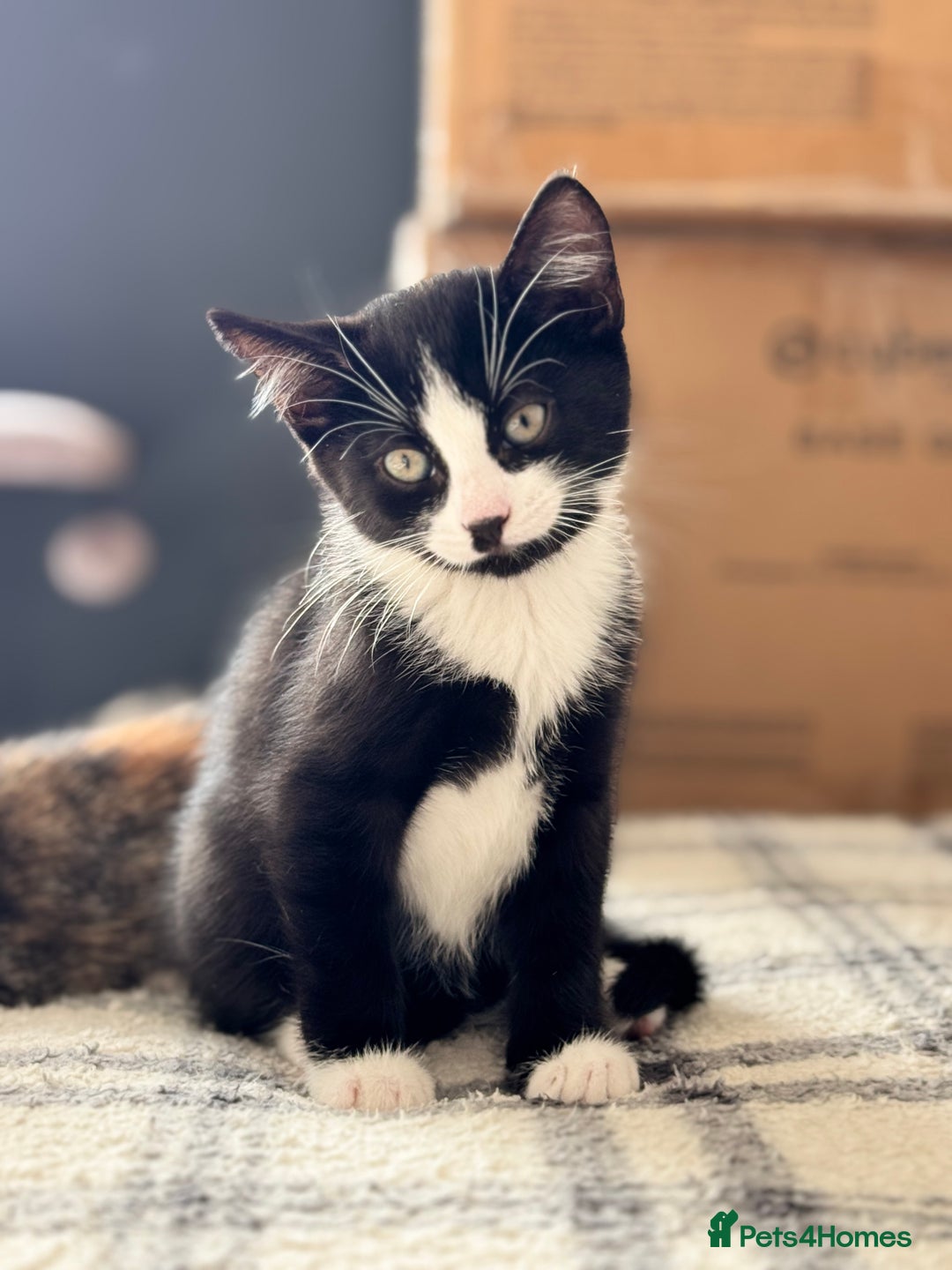 Mixed Breed cats for sale: Two adorable female kittens need a home  - Image 4