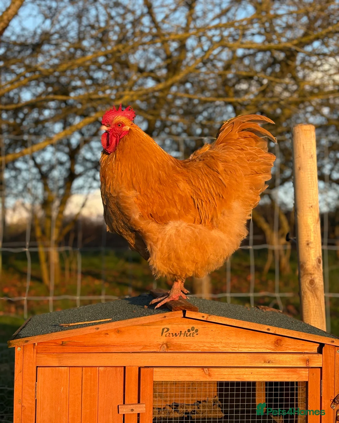 Chickens poultry for sale: 2 Buff Orpington’s for sale  - Advert 1