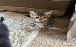 Domestic Shorthair cats for sale: Adorable ragdoll mix’s  - Image 2