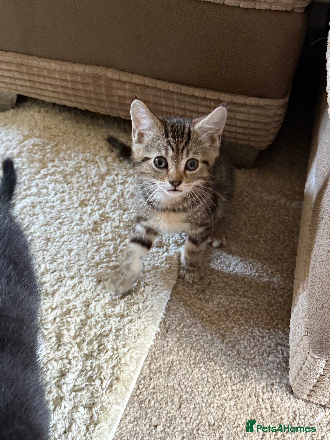 Domestic Shorthair cats for sale: Adorable ragdoll mix’s  - Image 2