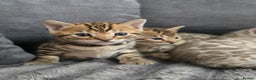 Bengal cats for sale: TICA Champion 2 boys available for reservation! - Advert 19