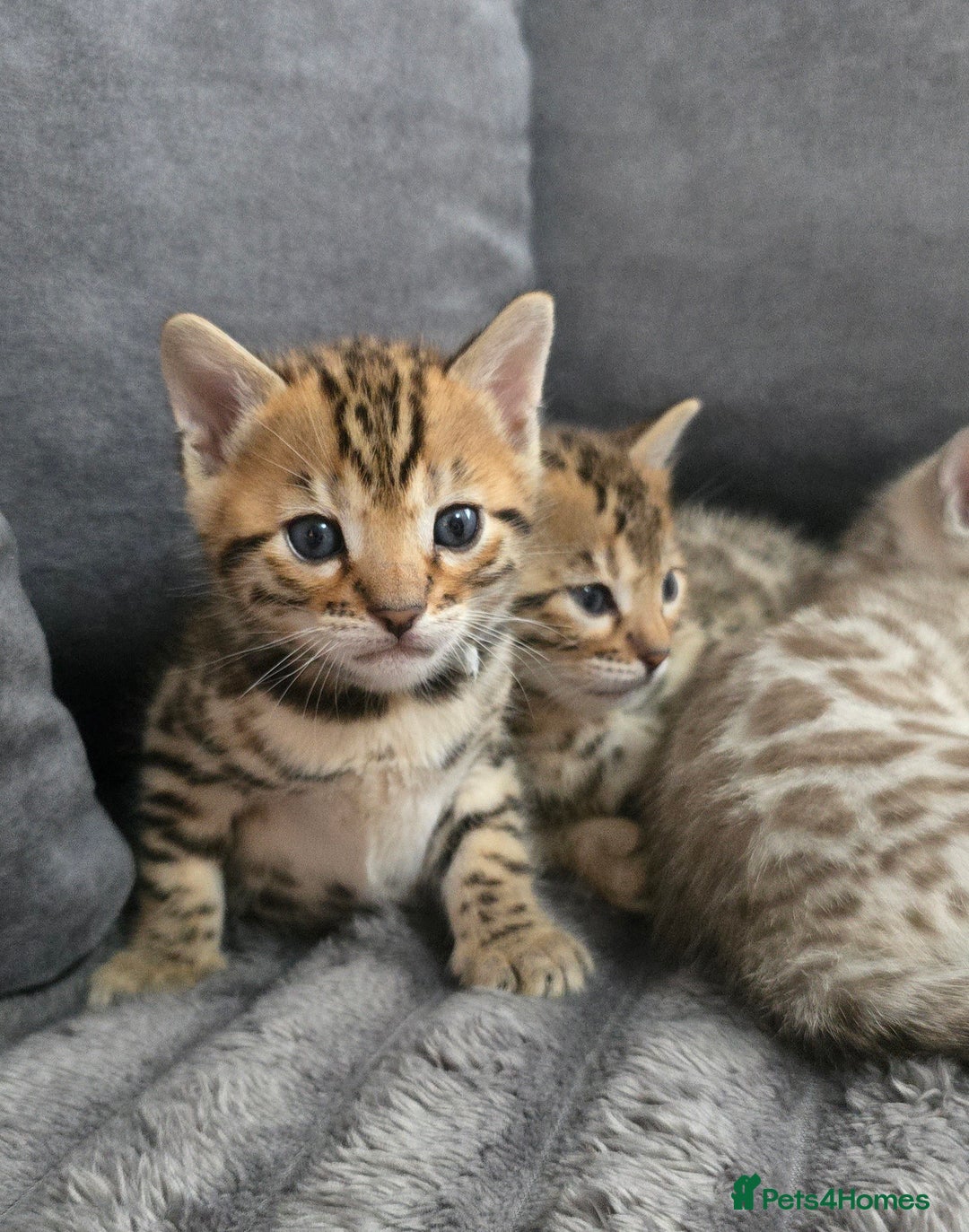 Bengal cats for sale: TICA Champion 2 boys available for reservation! - Advert 19