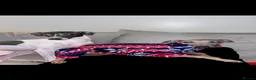 Italian Greyhound dogs for adoption: The most loving Italian greyhounds ❤️ in Winsford - Advert 4