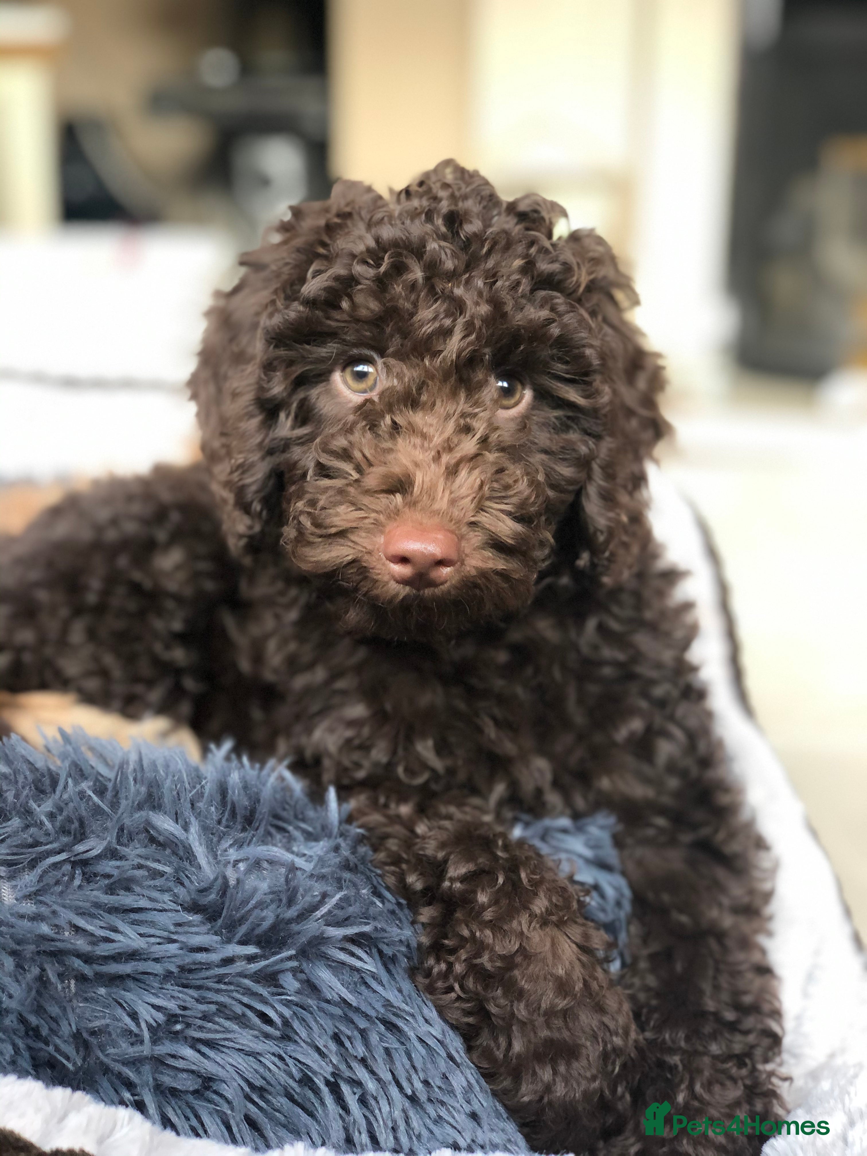 Miniature Poodle dogs Proven Chocolate Miniature Poodle Stud | KC+DNA T - Advert 22