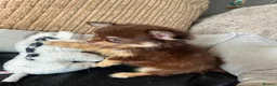 Chihuahua dogs for sale: Chihuahua puppies Russian ancesry with apple head  - Advert 14
