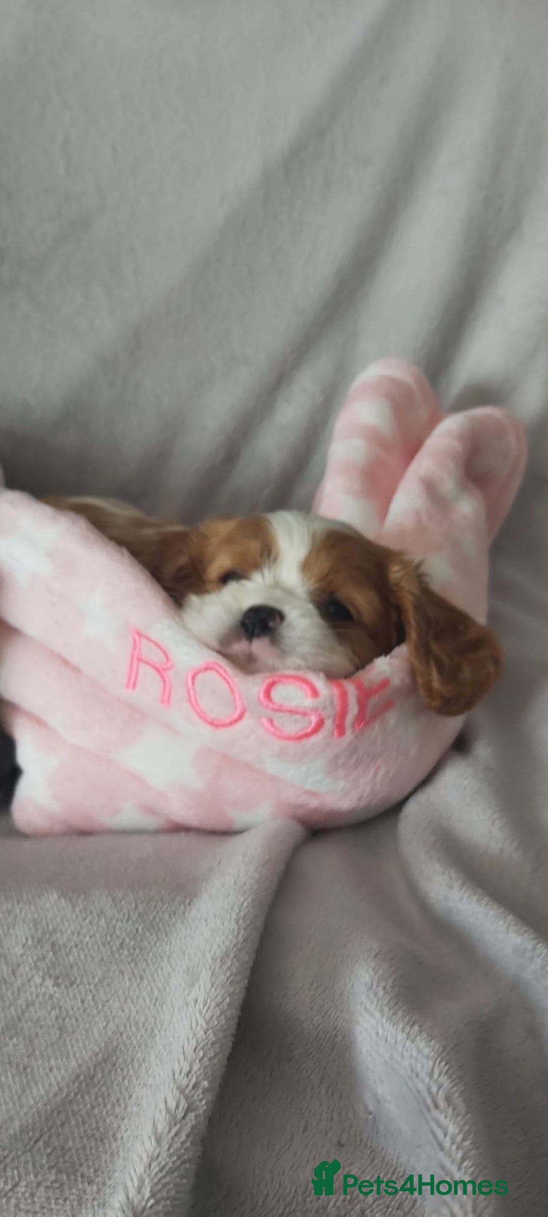 Cavalier King Charles Spaniel dogs for sale: Cavalier King Charles Spaniel Puppies for Sale 🐾 - Image 5