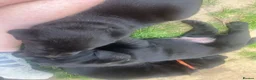 Labrador Retriever dogs for sale: Beautiful litter of Labradors  in Dartford - Advert 5