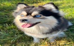 Pomsky dogs for sale: F3 Pomsky Puppies - ready after  **  - Advert 7