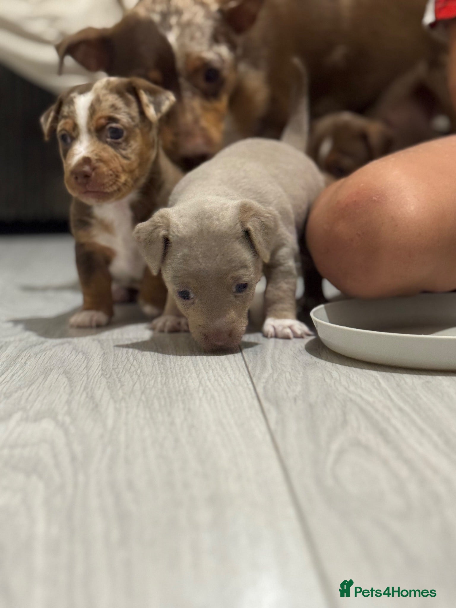 Jack Russell dogs 3 Jack Russel Merle pups  - Advert 11