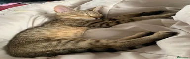 Bengal 1 he