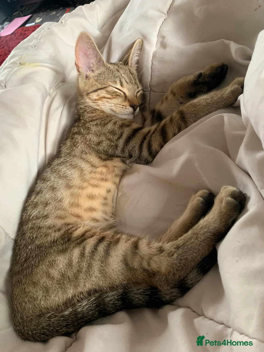 Bengal cats for sale: Bengals  - Advert 2