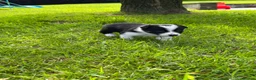 Border Collie dogs for sale: Adorable Border Collie puppies  - Advert 34