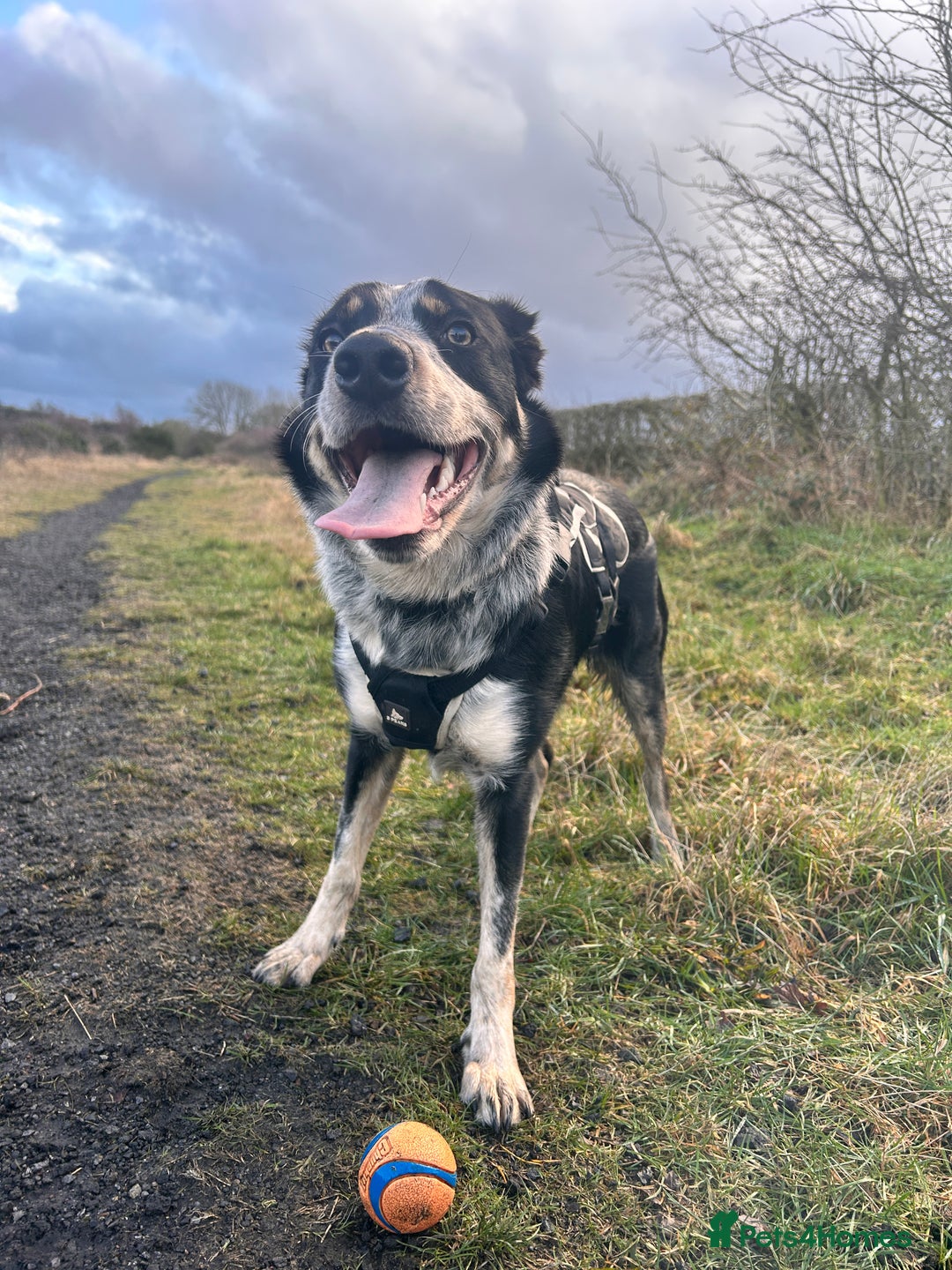Border Collie dogs for sale: 11 month old border collie  - Advert 8