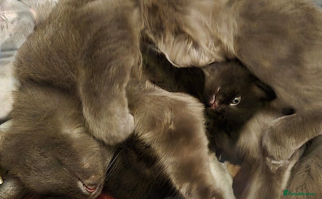 British Shorthair cats for sale: Beautiful British Shorthair kitten for sale  - Image 5