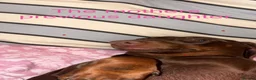 Dachshund dogs for sale:  DACHSHUND PUPPIES!! Ready now/vaccinated - Advert 4