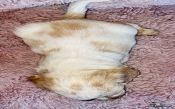 Cocker Spaniel dogs for sale: Cocker Spaniel Pups  - Image 6