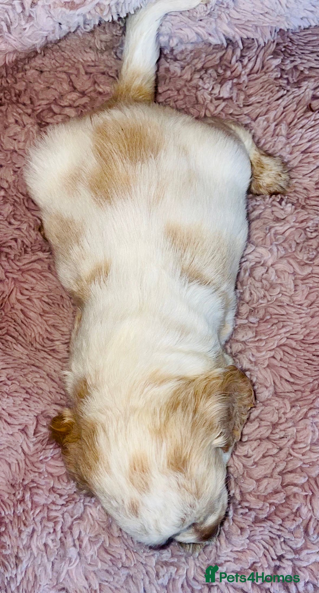 Cocker Spaniel dogs for sale: Cocker Spaniel Pups  - Image 6