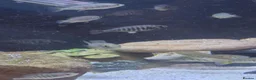 Cichlids fish for sale: Ruti island fireback cichlids - Advert 2