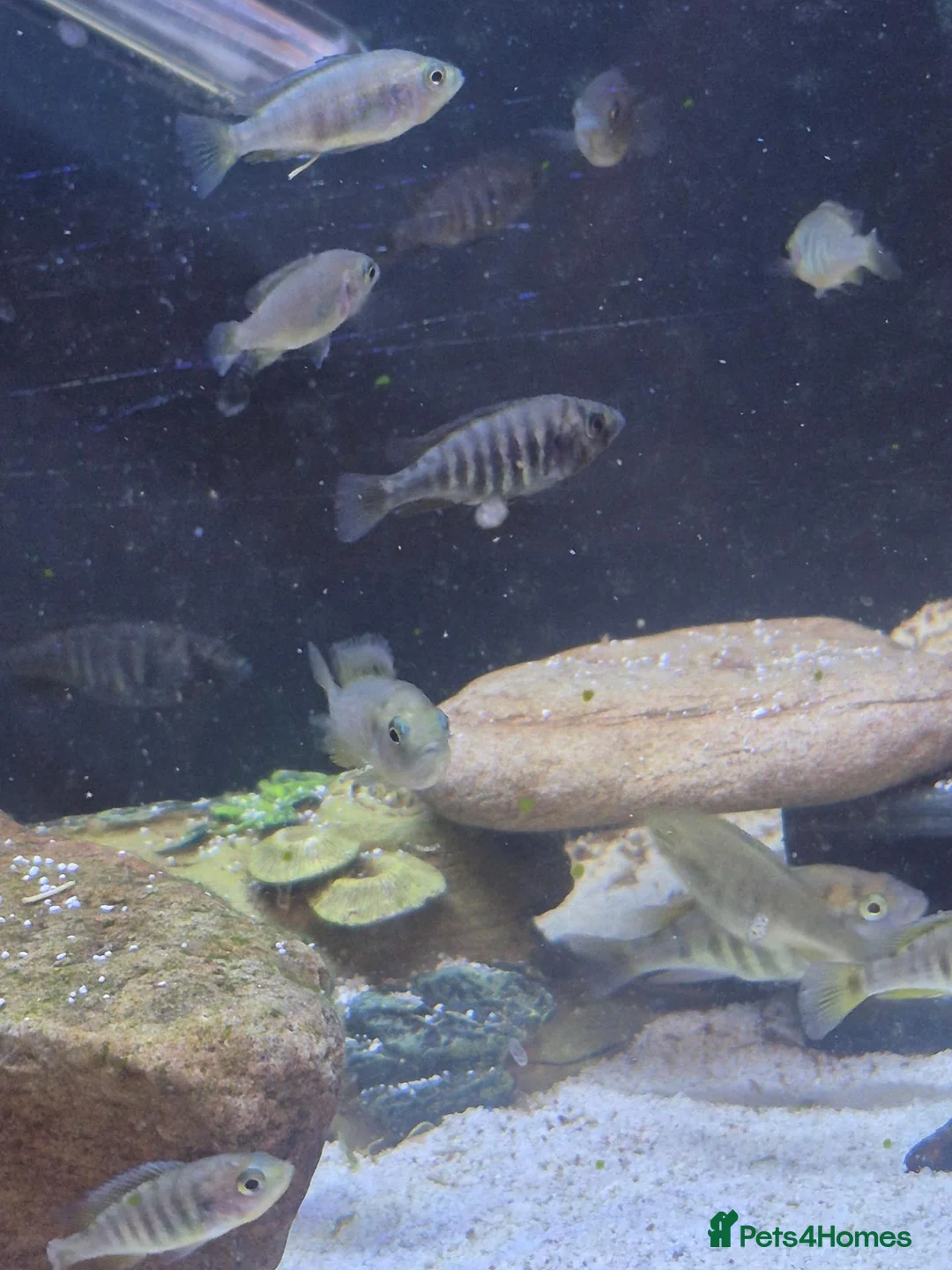 Cichlids fish for sale: Ruti island fireback cichlids - Advert 2