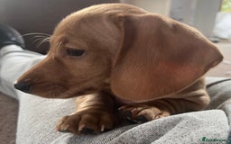 Miniature Dachshund dogs for sale: ⭐️⭐⭐️⭐️⭐️Last Two Rare Clear Smooth Cream Boys - Advert 8