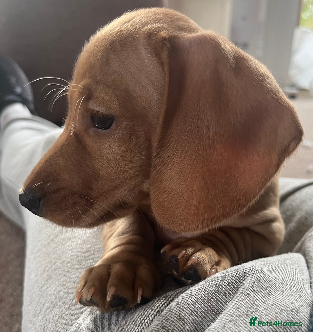 Miniature Dachshund dogs for sale: ⭐️⭐⭐️⭐️⭐️Last Two Rare Clear Smooth Cream Boys - Advert 8
