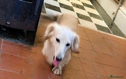 Miniature Dachshund dogs for sale:  Exquisite Long Coat Cream & Black & Tan Babies - Image 6