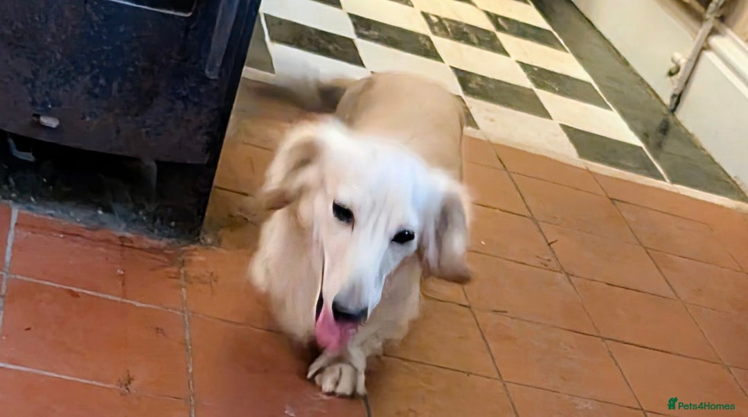 Miniature Dachshund dogs for sale:  Exquisite Long Coat Cream & Black & Tan Babies - Image 6