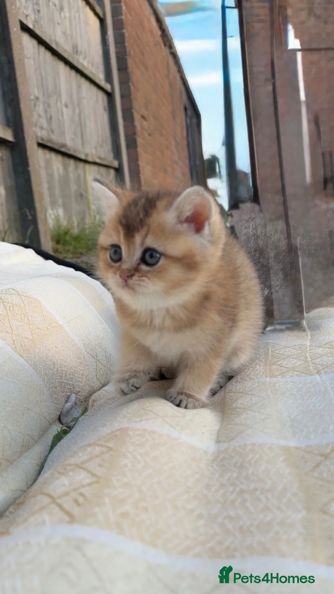 British Shorthair cats for sale: British Shorthair Cats - Advert 1