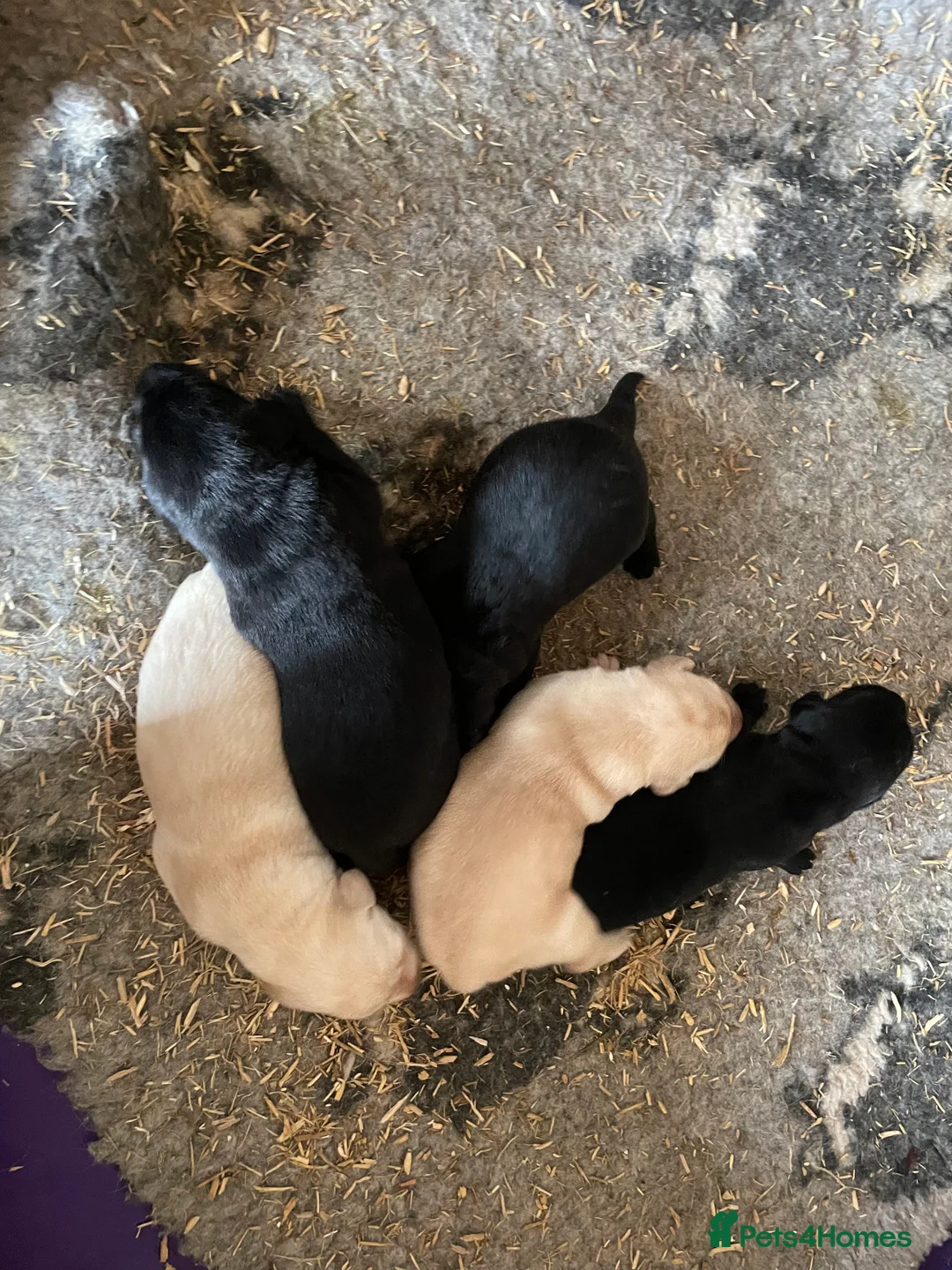 Labrador Retriever dogs for sale: Labrador puppies KC reg Health tested - Advert 1