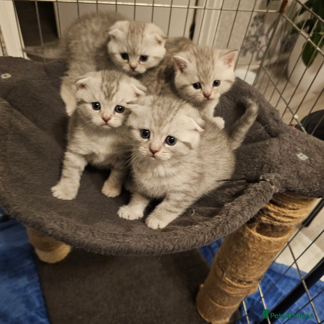 Scottish Fold cats for sale: Adorable Scottish fold silver kittens  - Image 16