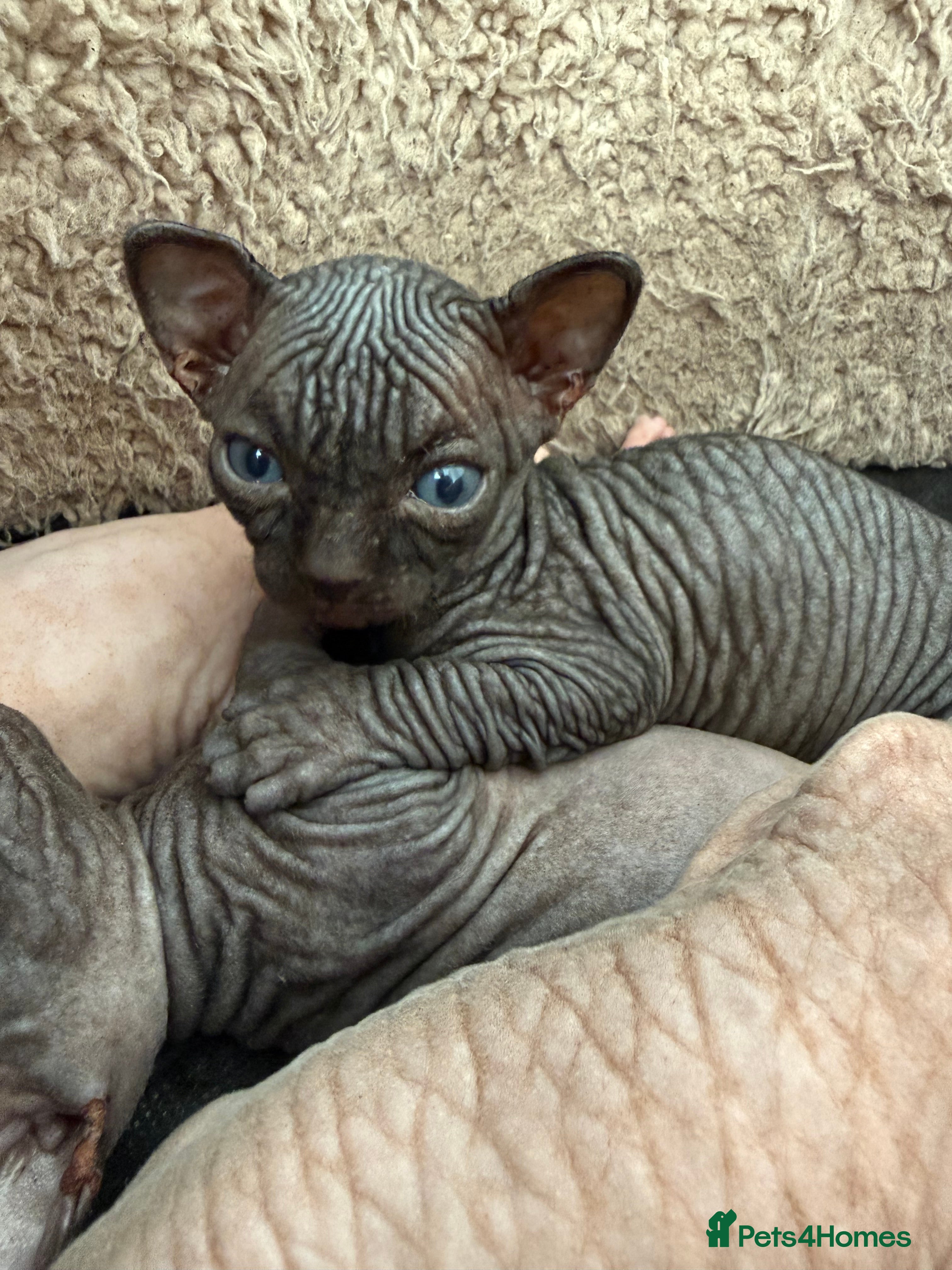 Sphynx cats TICA REGISTERED Sphynx Kittens for Sale - Advert 13