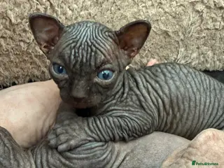 Sphynx cats TICA REGISTERED Sphynx Kittens for Sale - Advert 13