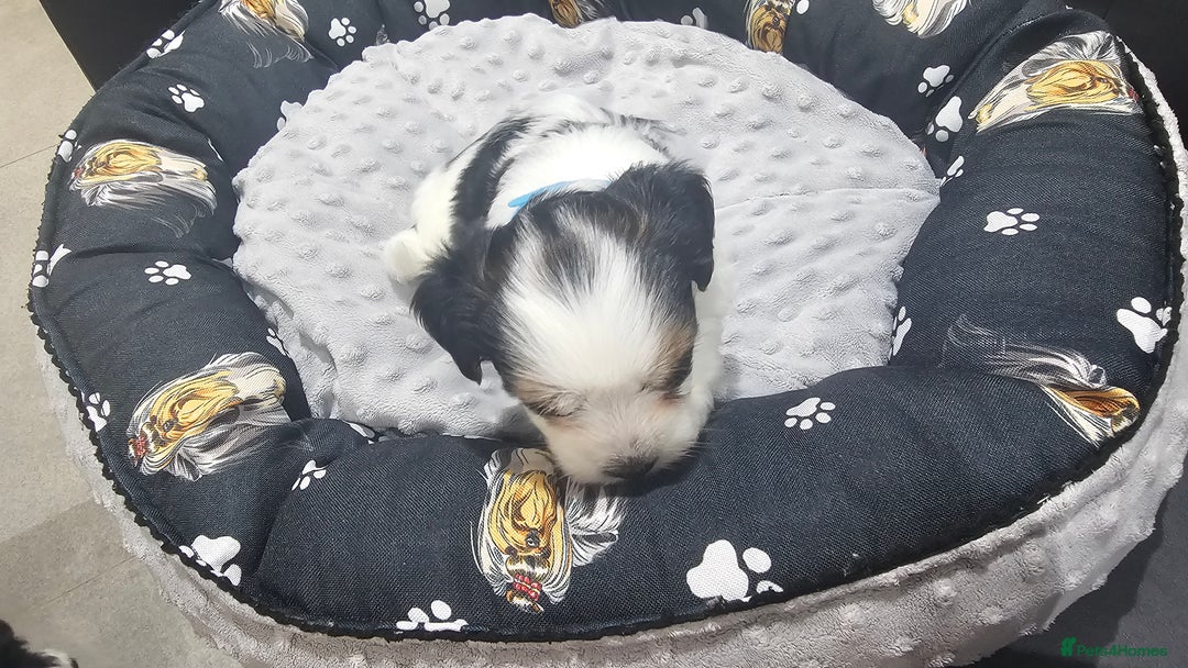 Yorkshire Terrier dogs for sale: 3 boys biewer yorkshire terrier with IHR Pedigree - Advert 3