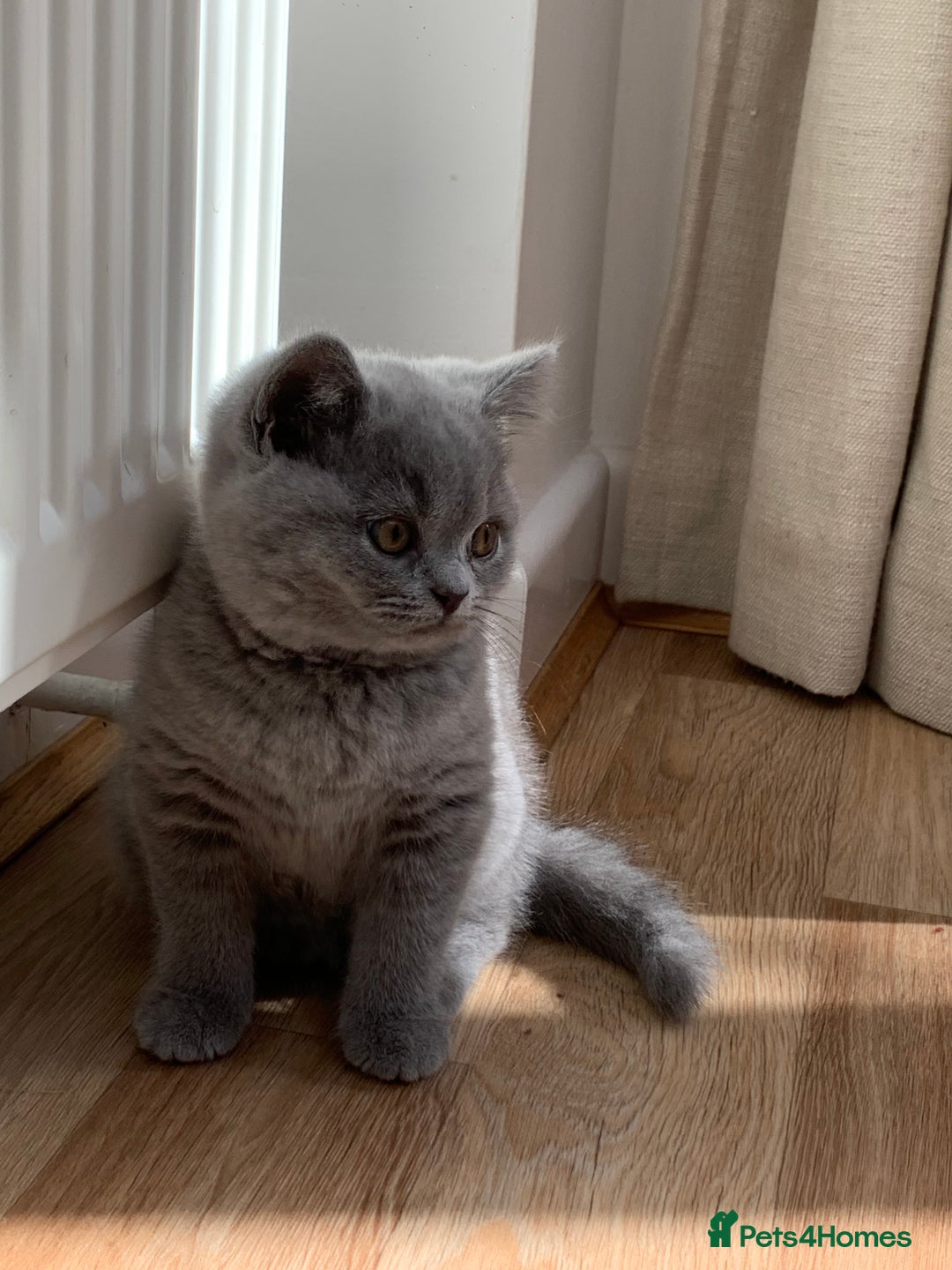 British Shorthair cats for sale: GCCF Pedigree Pure Blue British Shorthair - Advert 16