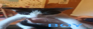 Mixed Breed 3