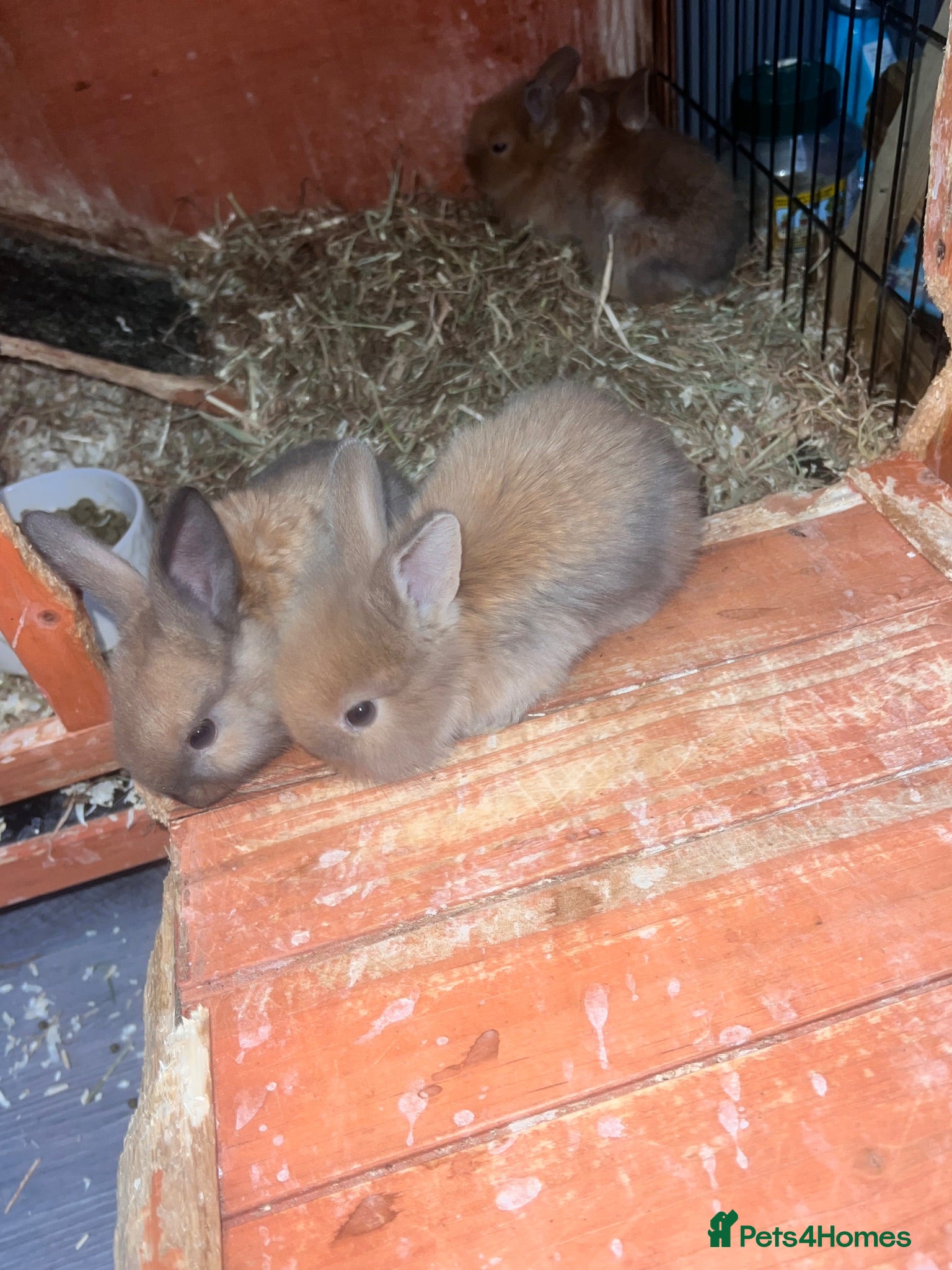 Mixed Breed rabbits Lop/cross lion head bunnies 2 for £30 - Advert 2