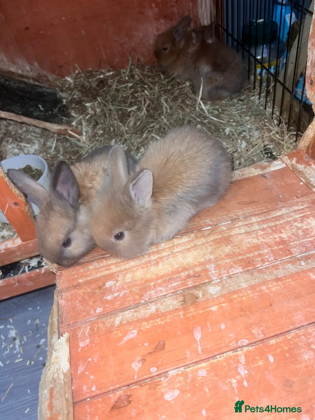 Mixed Breed rabbits for sale: Lop/cross lion head bunnies 2 for £30 - Advert 1