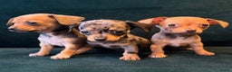 Mixed Breed dogs for sale: Chihuahua cross dachshund puppies  - Advert 16