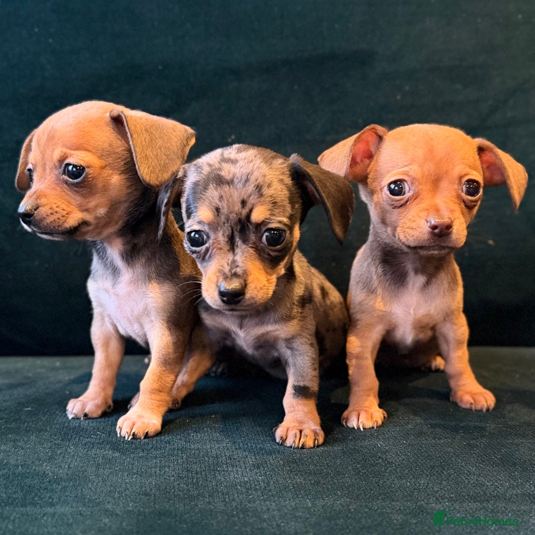 Mixed Breed dogs for sale: Chihuahua cross dachshund puppies  - Advert 16