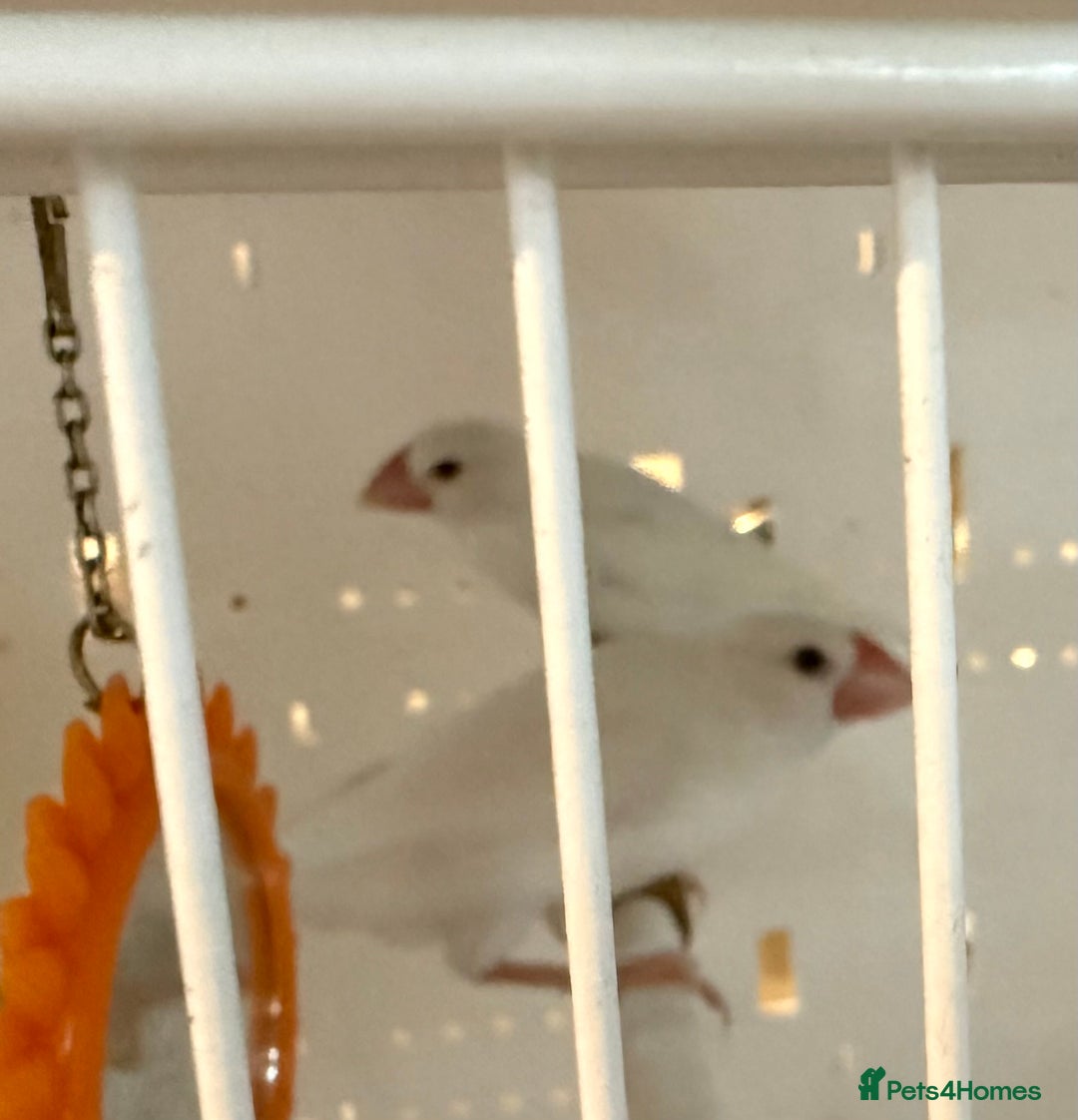 Finches birds for sale: female baby Java sparrow (finches) for sale   - Image 9