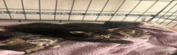 Domestic Shorthair cats for sale: 6 Curious Loving Domestic Shorthair Kittens - Advert 27