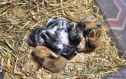 Harlequin rabbits for sale: 7 beautiful Harlequin bunnies looking for a new 🏡 - Image 3