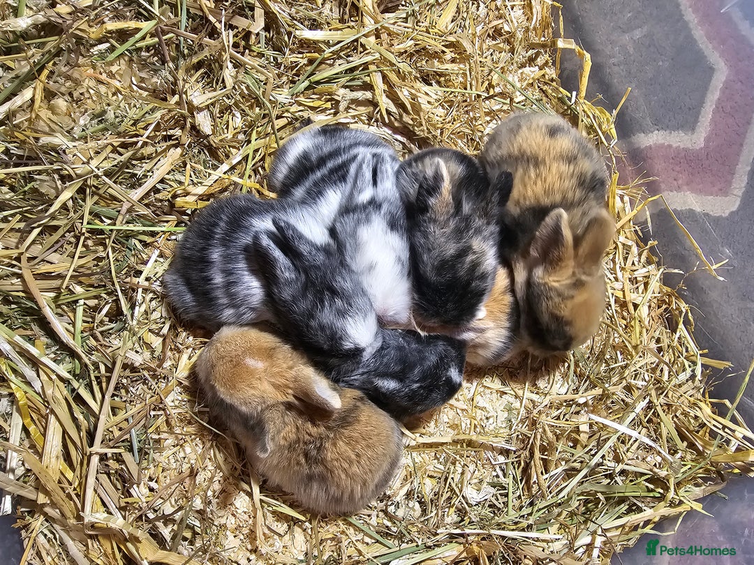 Harlequin rabbits for sale: 7 beautiful Harlequin bunnies looking for a new 🏡 - Image 3
