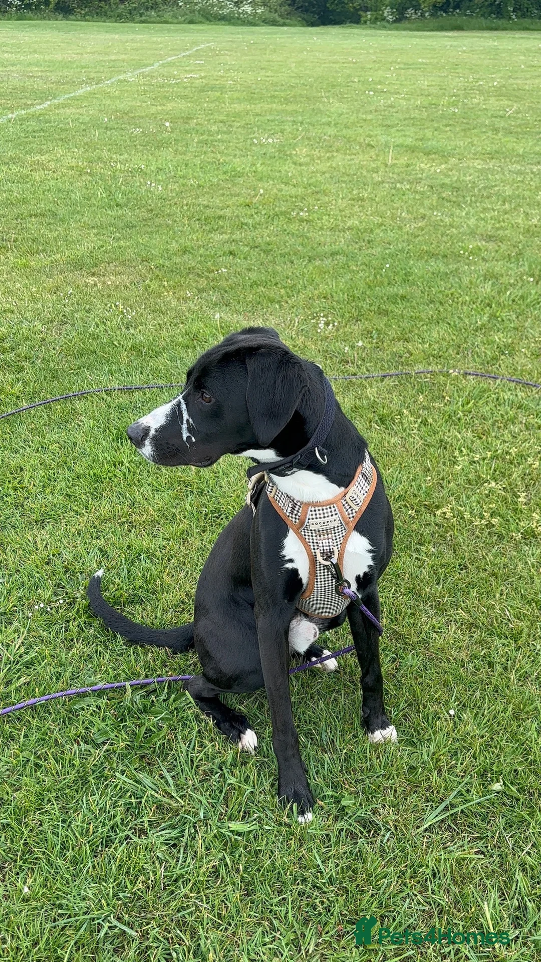 Mixed Breed dogs for sale: Louie in Kettering - Advert 4